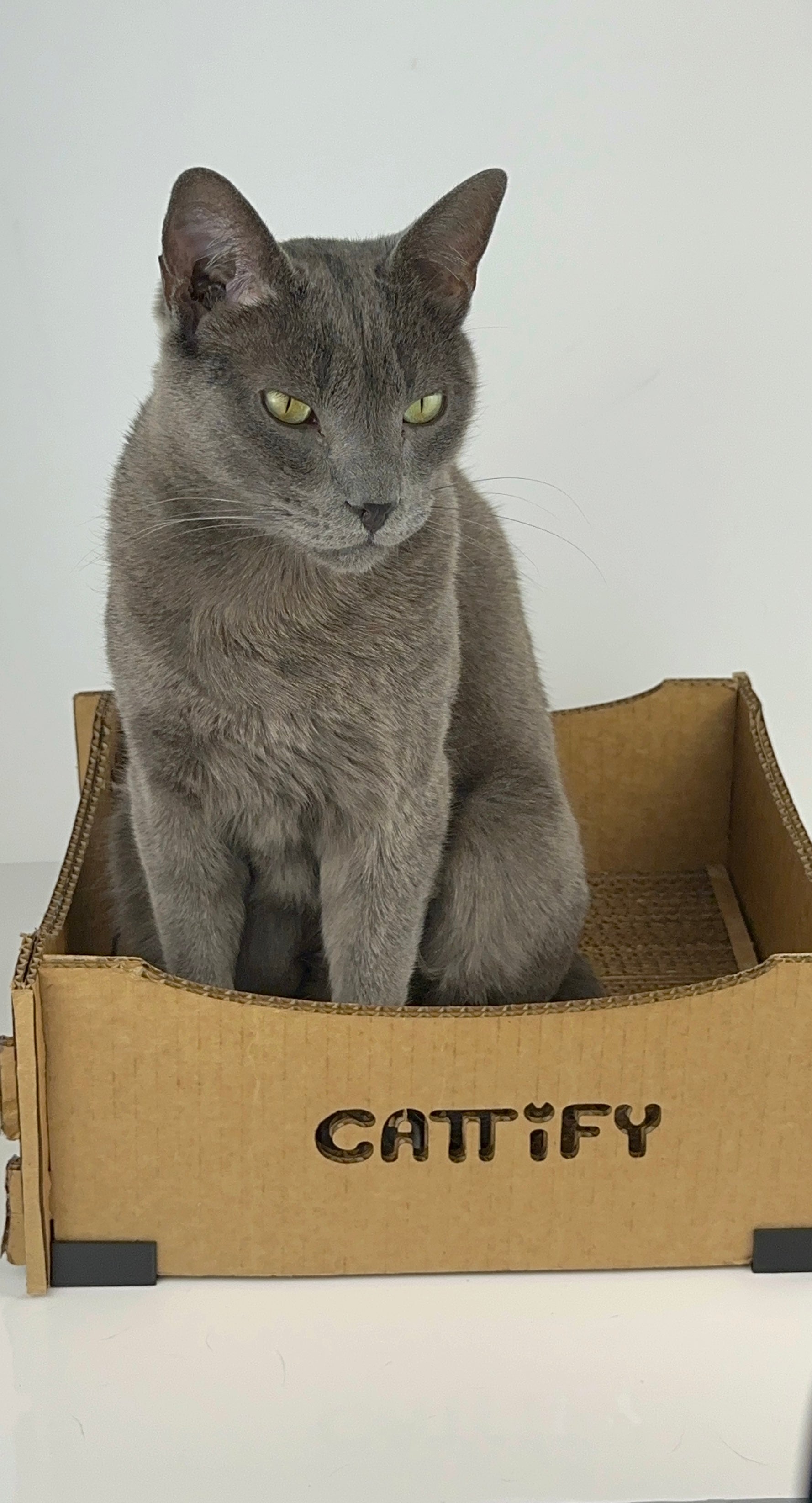 Cattify Cardboard Cat Scratcher — Lounge Box