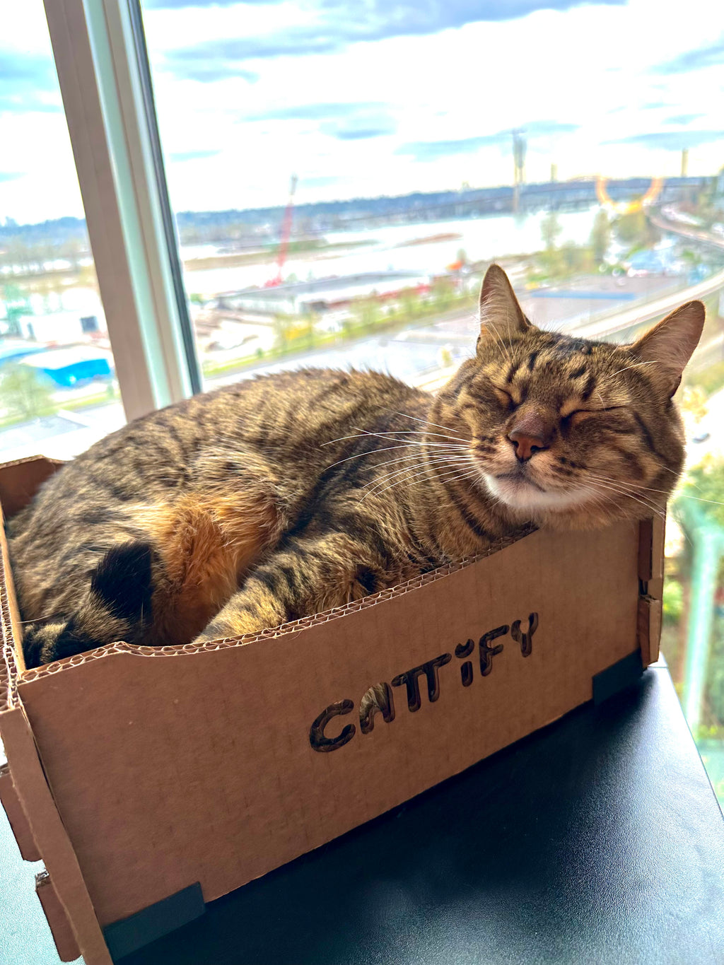 Cattify Cardboard Cat Scratcher — Lounge Box