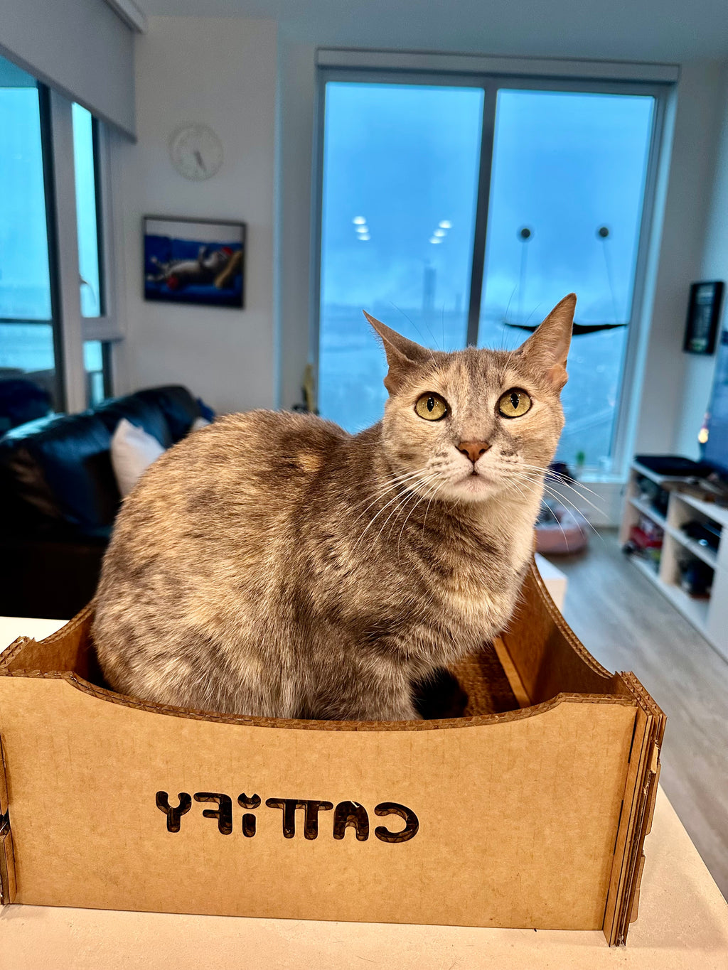 Cattify Cardboard Cat Scratcher — Lounge Box