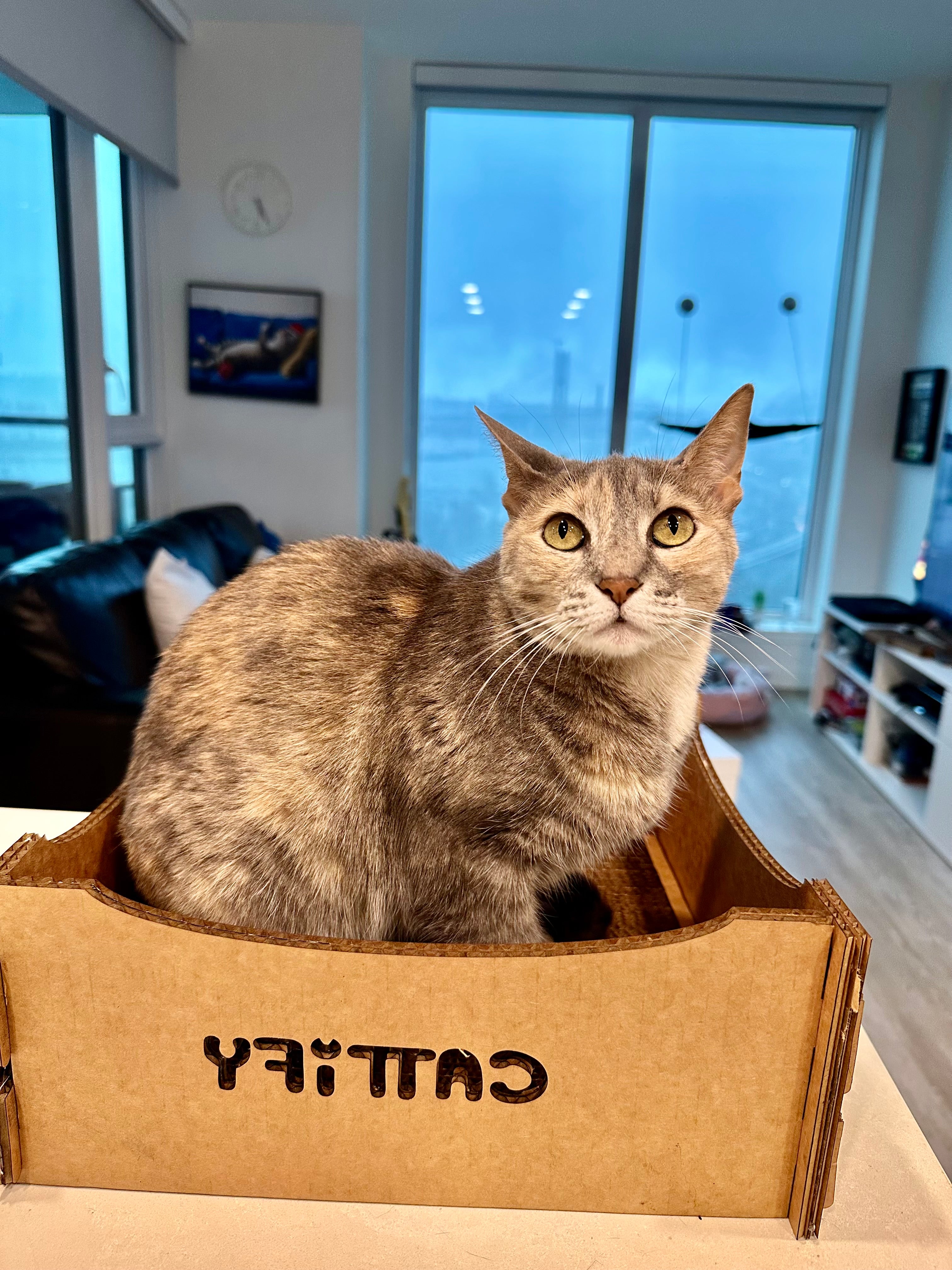 Cattify Cardboard Cat Scratcher — Lounge Box