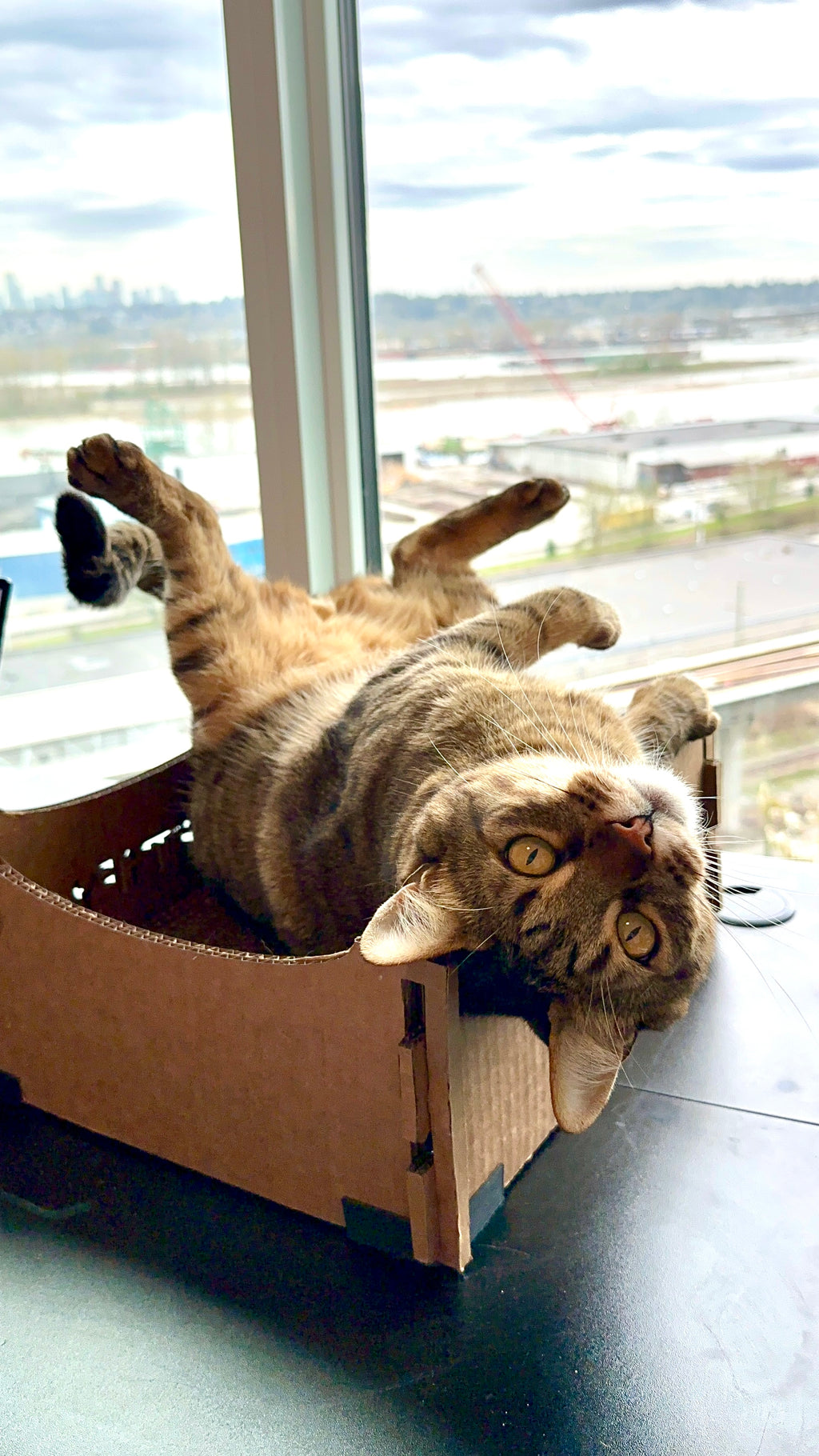 Cattify Cardboard Cat Scratcher — Lounge Box