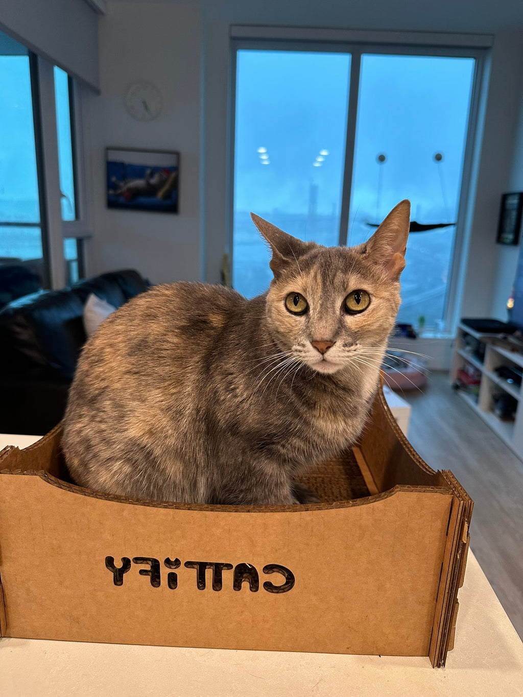 Cattify Cardboard Cat Scratcher — Lounge Box