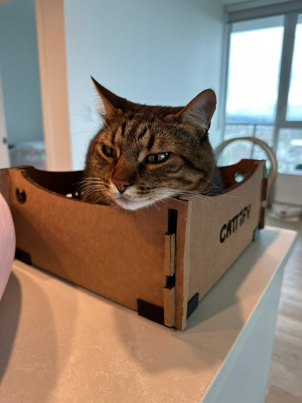 Cattify Cardboard Cat Scratcher — Lounge Box