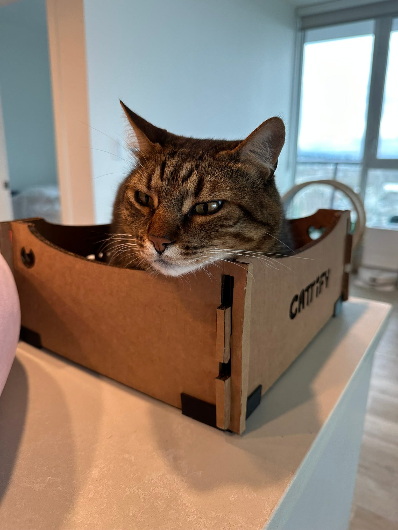 Cattify Cardboard Cat Scratcher — Lounge Box