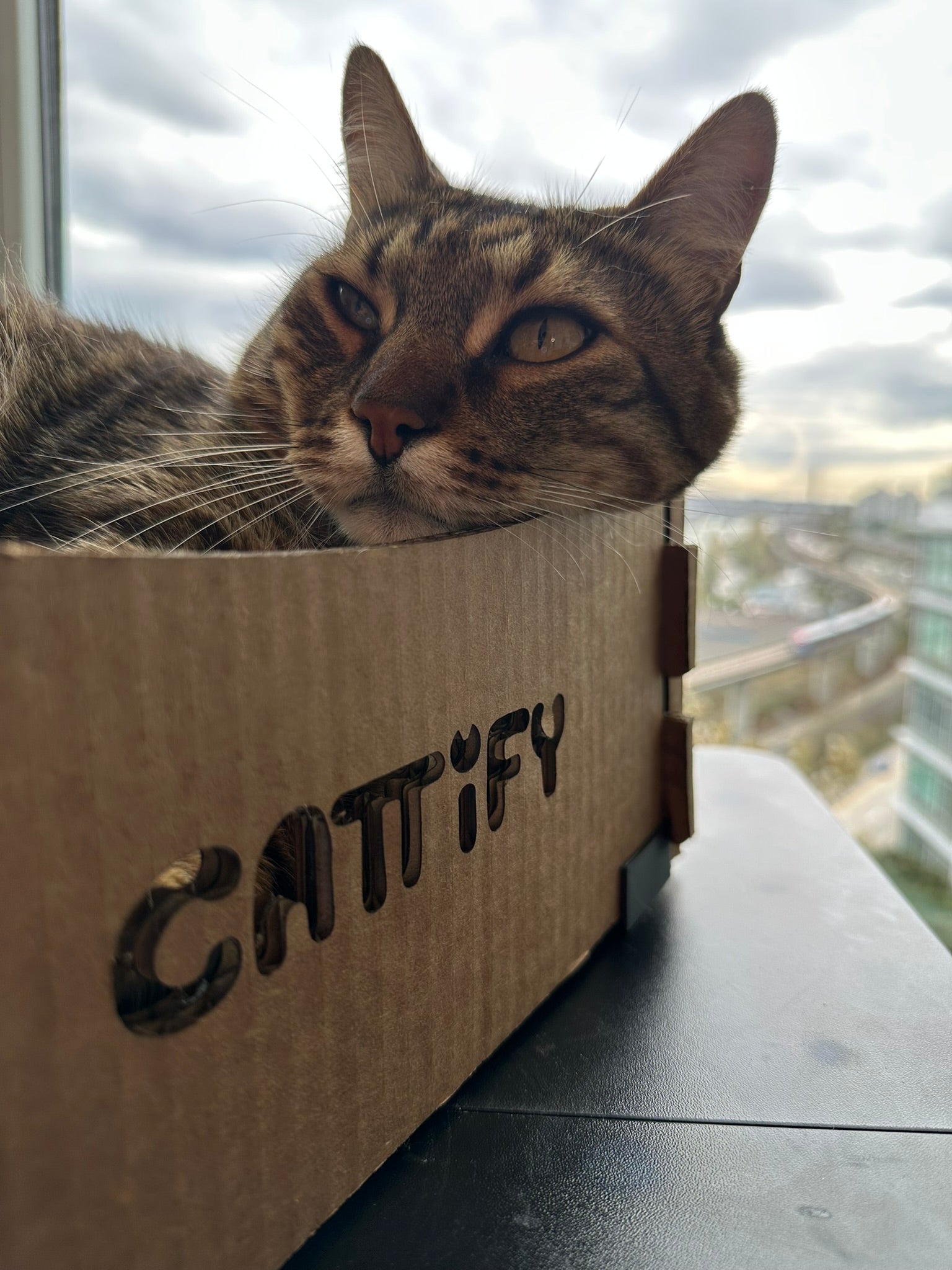Cattify Cardboard Cat Scratcher — Lounge Box
