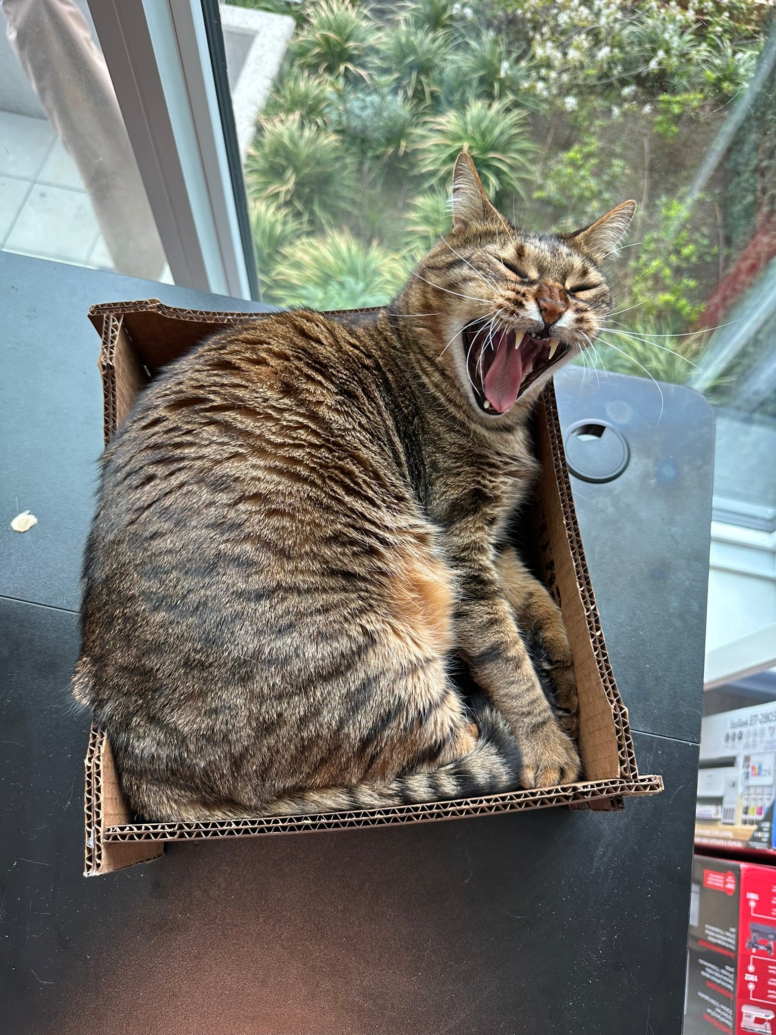 Cattify Cardboard Cat Scratcher — Lounge Box
