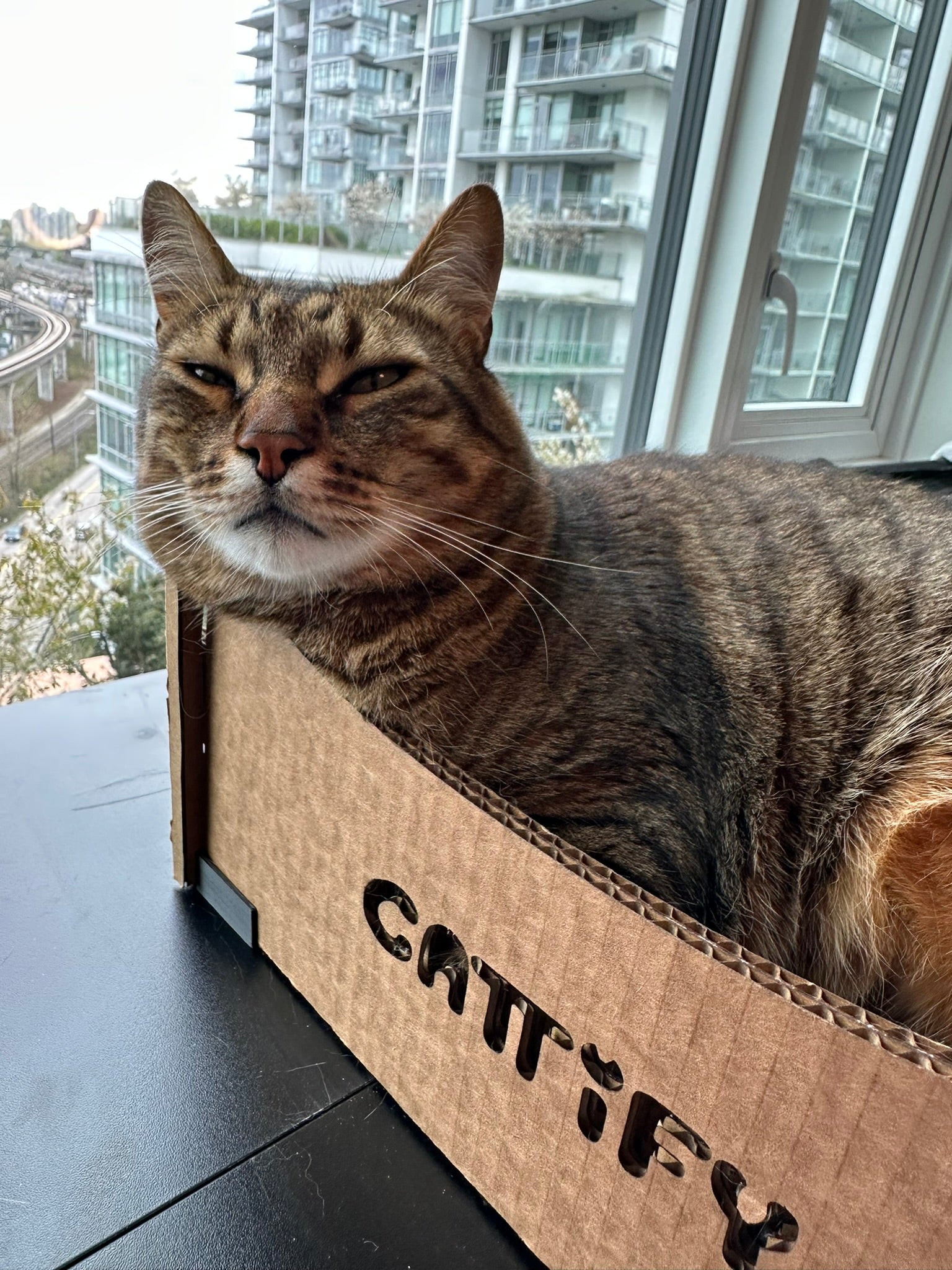 Cattify Cardboard Cat Scratcher — Lounge Box