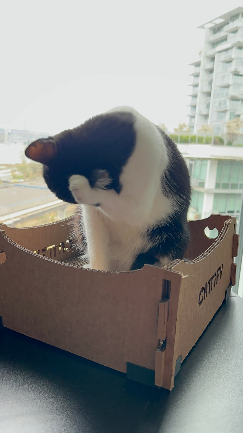 Cattify Cardboard Cat Scratcher — Lounge Box