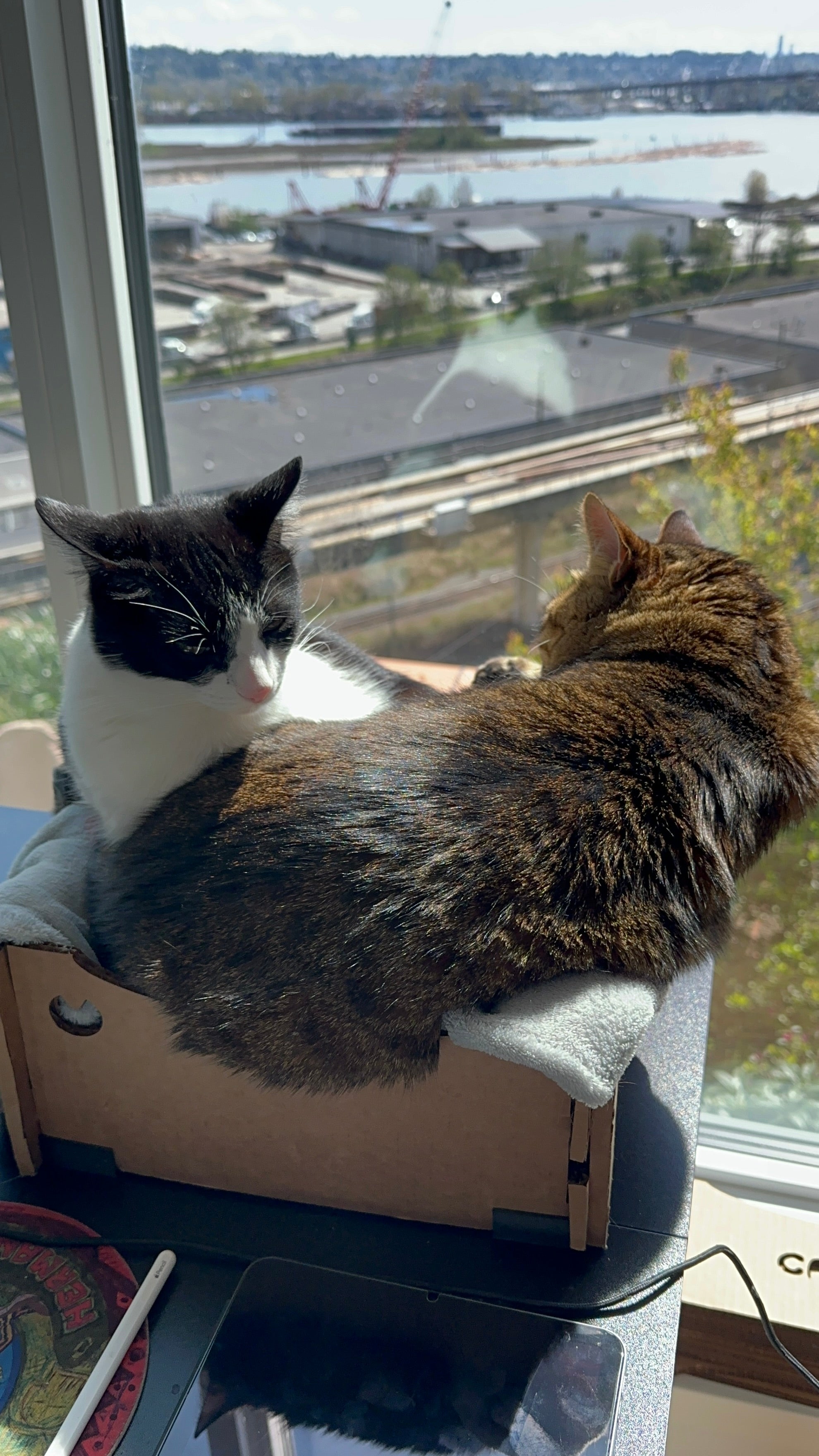 Cattify Cardboard Cat Scratcher — Lounge Box