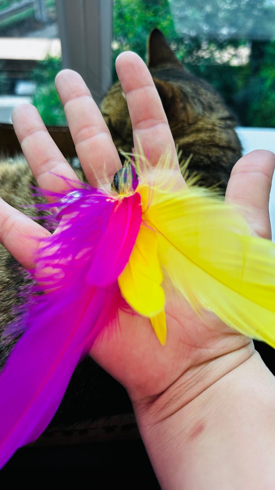Cattify Cat Wand Bundle — Handmade Wand + 5 Interchangeable Lures