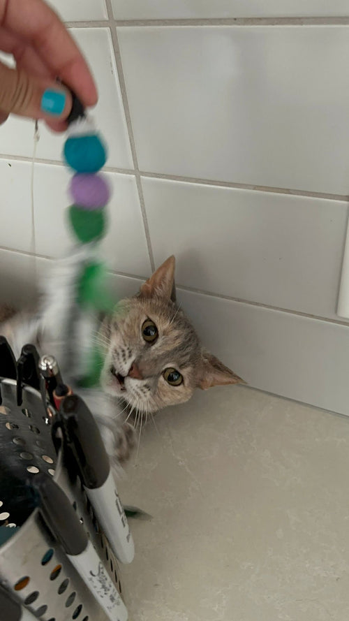 Handmade Cat Wand Bundle — Wand + 3 Interchangeable Lures
