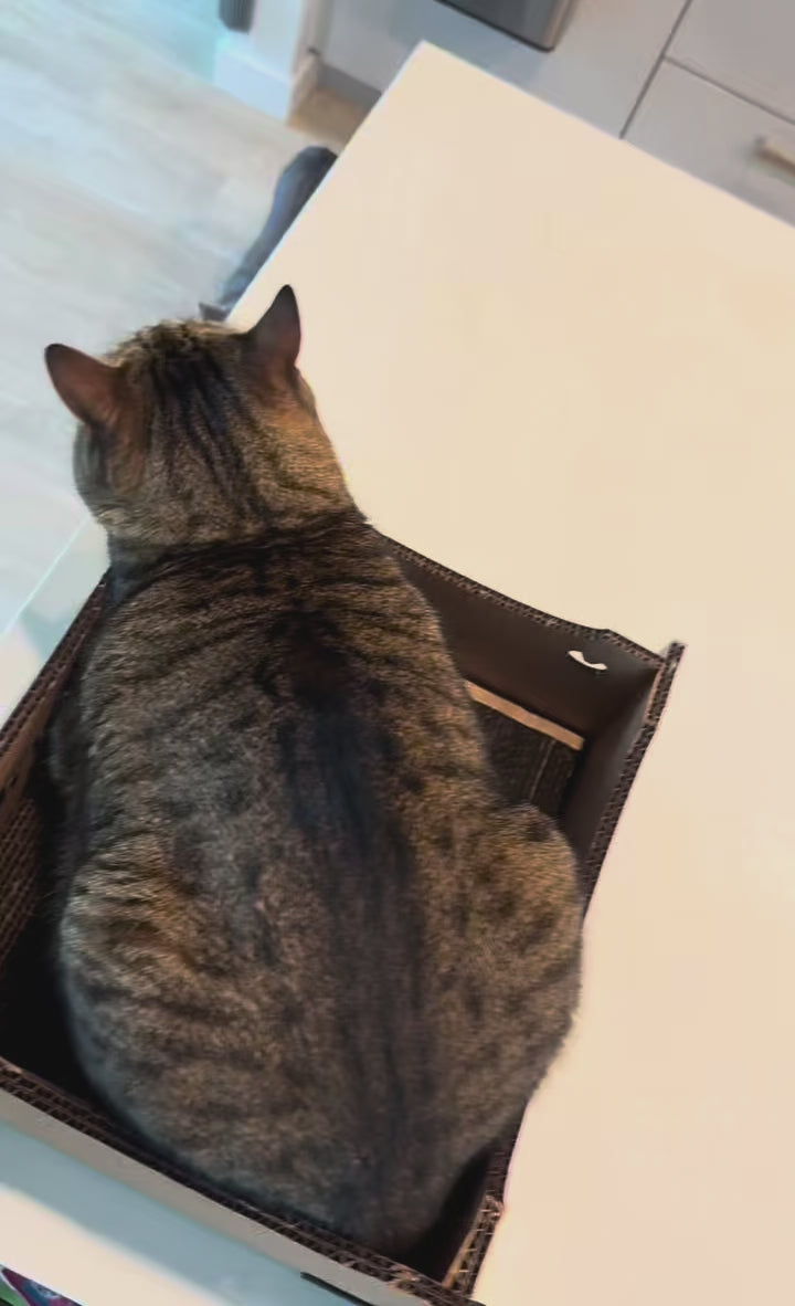 Cattify Cardboard Cat Scratcher — Lounge Box