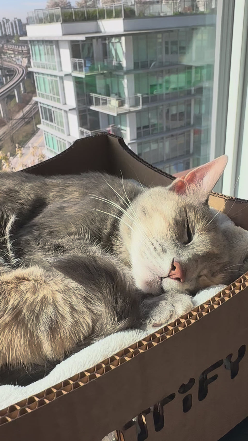 Cattify Cardboard Cat Scratcher — Lounge Box