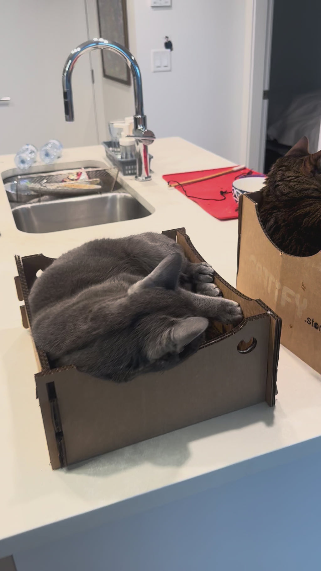 Cattify Cardboard Cat Scratcher — Lounge Box