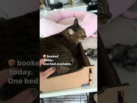 Cattify Cardboard Cat Scratcher — Lounge Box